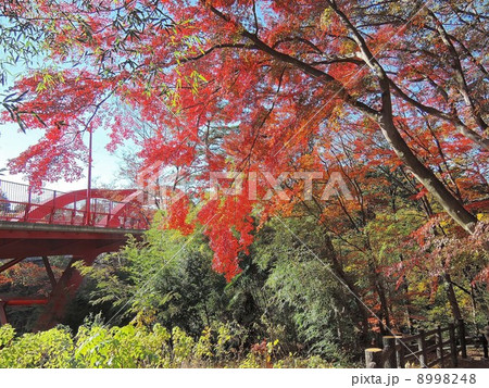 高津戸峡 美しいモミジと高津戸橋 高津戸峡 美しいモミジと高津戸橋 8998248