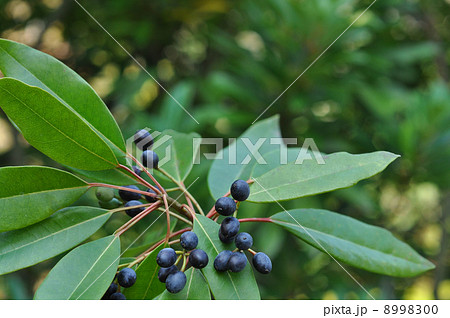 ヒメユズリハ果実 ヒメユズリハ果実 8998300