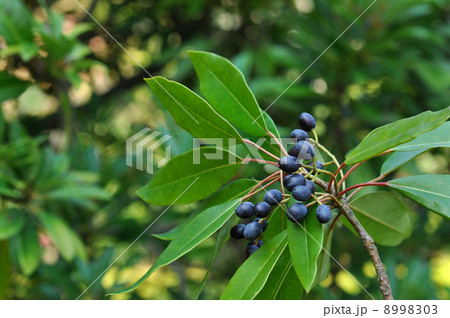 ヒメユズリハ果実 8998303