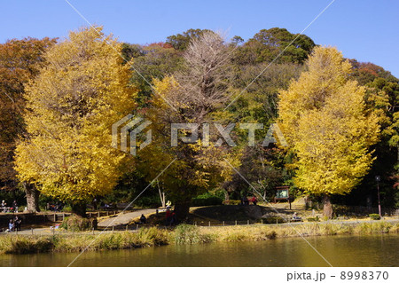 称名寺のイチョウ 8998370