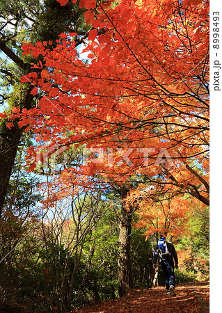 小豆島 秋の寒霞渓 小豆島 秋の寒霞渓 8998493