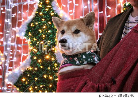 柴犬とクリスマス 8998546