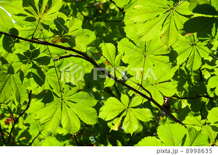 Leaves background 8998635