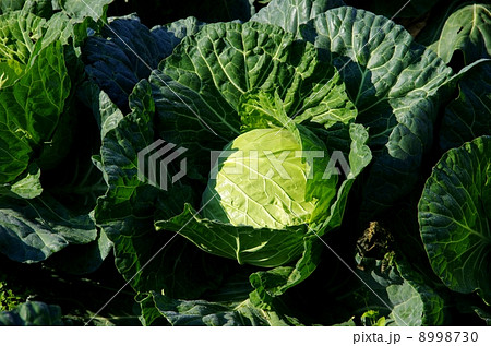 秋キャベツの成長 キャベツの結球 秋キャベツの成長 キャベツの結球 8998730
