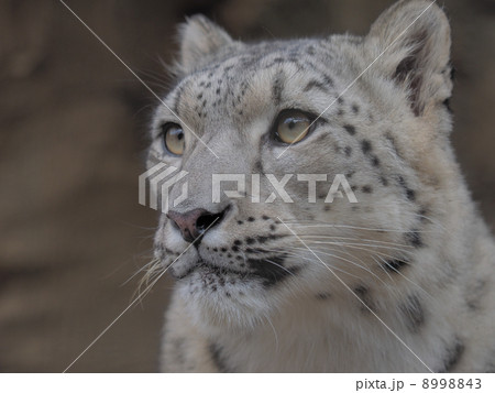 ユキヒョウの顔 8998843