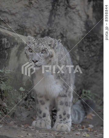 精悍なユキヒョウ 精悍なユキヒョウ 8998844