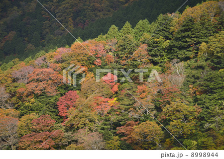 石鎚スカイラインからの紅葉 8998944
