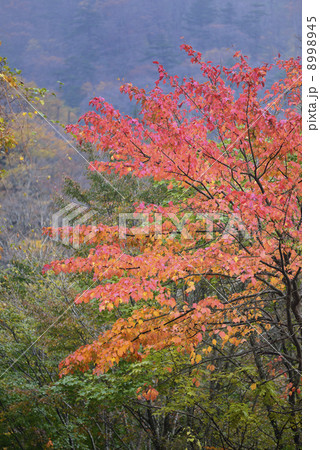 石鎚の紅葉 8998945