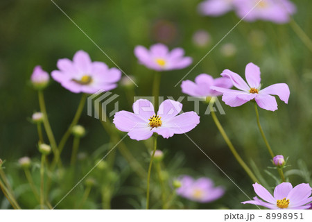 コスモス コスモス 8998951
