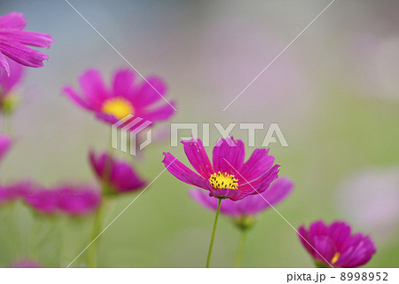 コスモス コスモス 8998952