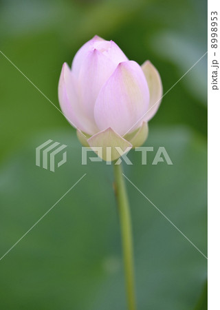 蓮(瑞光蓮) 8998953