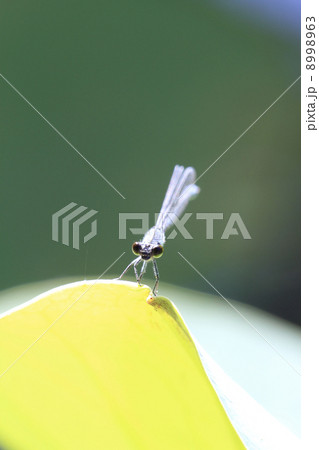 イトトンボ 8998963