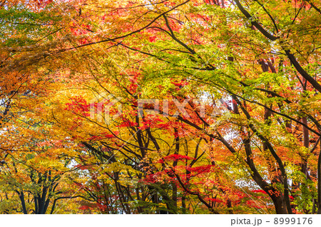 紅葉 8999176