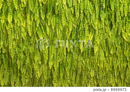 Fern Background Fern Background 8999972