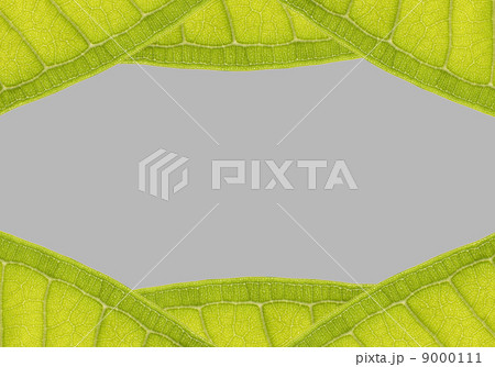 natural frame from leaf with space for text on gray natural frame from leaf with space for text on gray 9000111