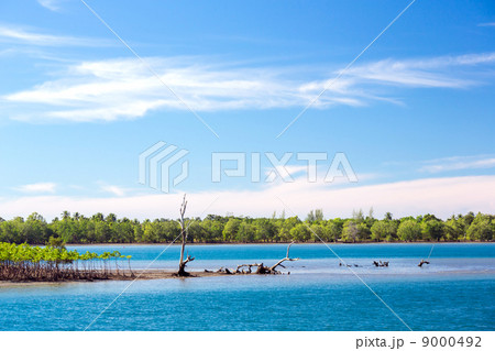 mangrove forest coast mangrove forest coast 9000492