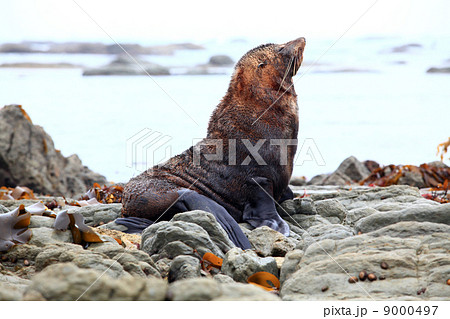 seal on coast 9000497