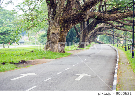 Street in Lake garden 9000621