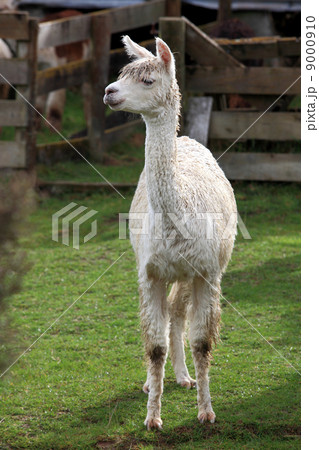lama in farm 9000910