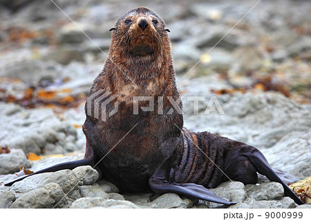 wild seal at Seal colony 9000999