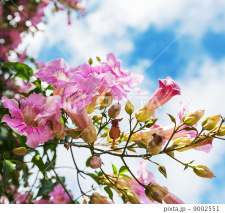 Tropical flowers 9002551