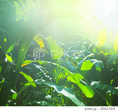 Jungle 9002569