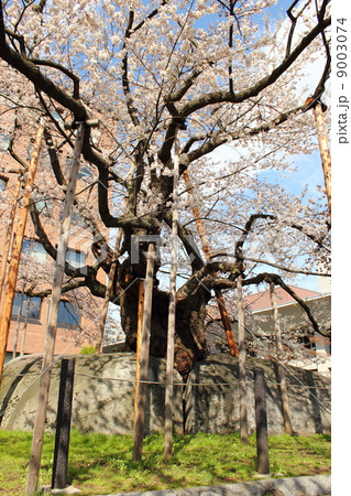石割桜 9003074