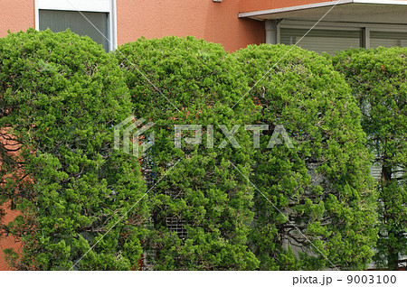 カイヅカイブキの植え込み 9003100