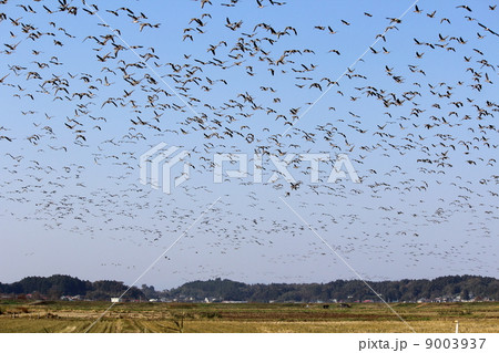 伊豆沼近くにいる雁の群れ 9003937