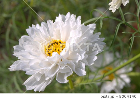 新品種のコスモス：ダブルクリック（白） 9004140