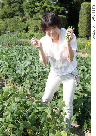 いんげん豆の収穫をする笑顔の女性 9004188
