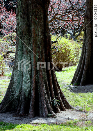 樹木 樹木 9004336