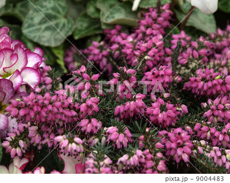 エリカ・ダーリエンシス 9004483