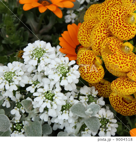 カルセオラリアとイベリス カルセオラリアとイベリス 9004518