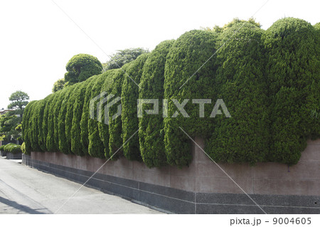かきね、生け垣、生垣 9004605
