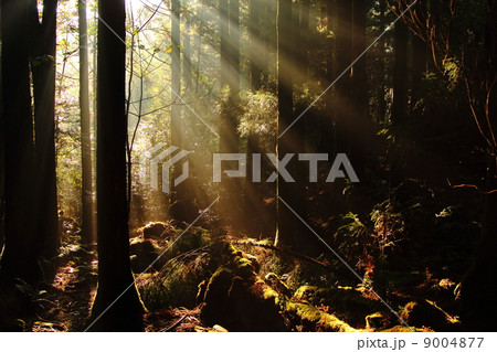 幻想の木漏れ日 幻想の木漏れ日 9004877