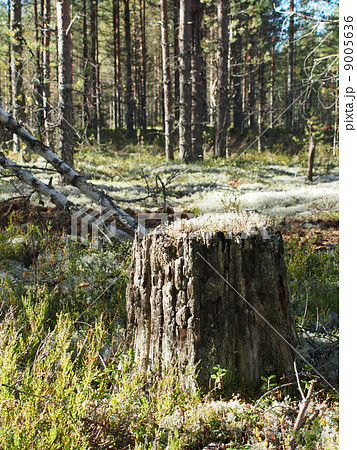 stump in the forest stump in the forest 9005636