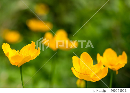 チシマノキンバイソウ 9005801