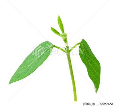 Soy plant Soy plant 9005928