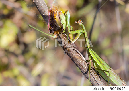 交尾の後雄を食べる雌 9006092