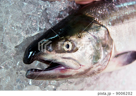 鮭 9006202