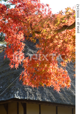 紅葉と民家 紅葉と民家 9006342