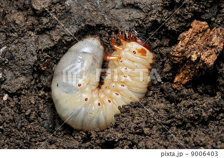 カブトムシ(幼虫) カブトムシ(幼虫) 9006403