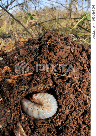 カブトムシ(幼虫) カブトムシ(幼虫) 9006404
