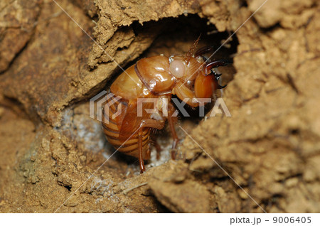 ミンミンゼミ(幼虫) ミンミンゼミ(幼虫) 9006405