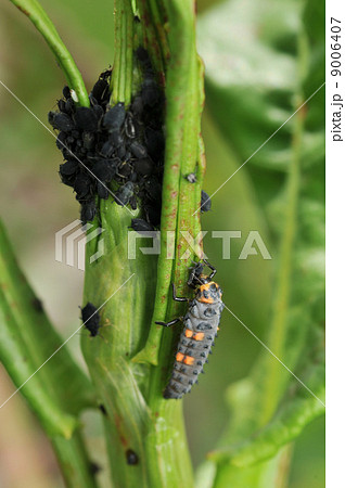 アブラムシを食べるナナホシテントウ 幼虫 の写真素材