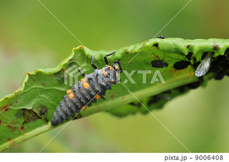 アブラムシを食べるナナホシテントウ 幼虫 の写真素材