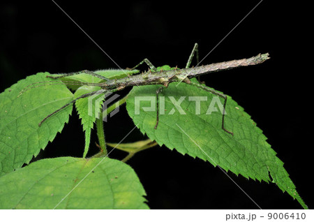トゲナナフシ 9006410