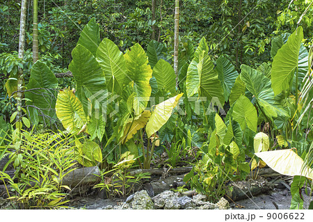 パラオのマージアイランド パラオのマージアイランド 9006622