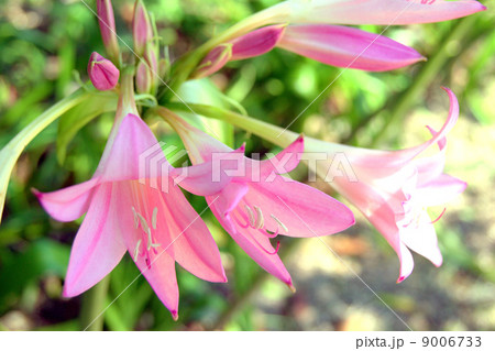 アマルクリヌム アマルクリヌム 9006733